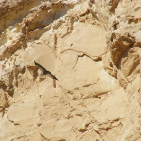 CINGUETTATELO sui tetti: Finalmente liberi